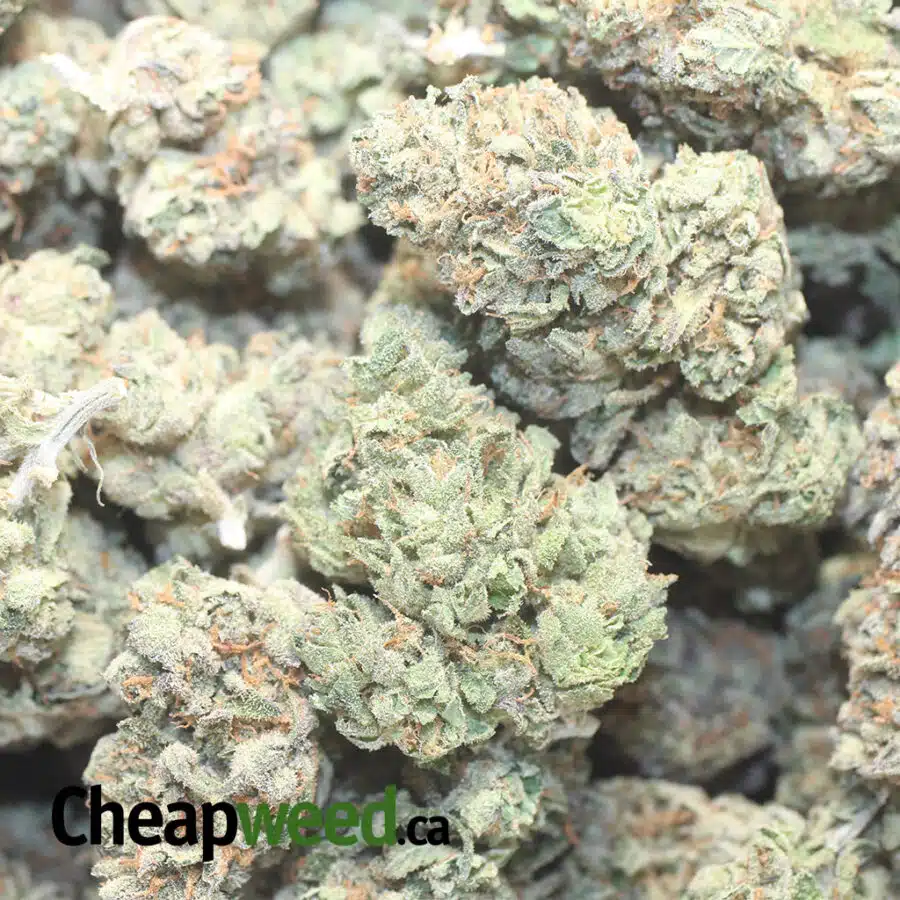 CHEMDAWG 1 I $69 Oz - Chemdawg