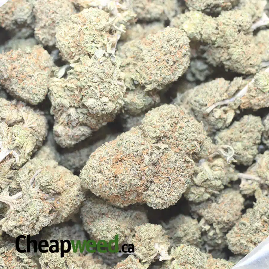 GRUNTZ OG 1 I $ 69 Oz - Gruntz