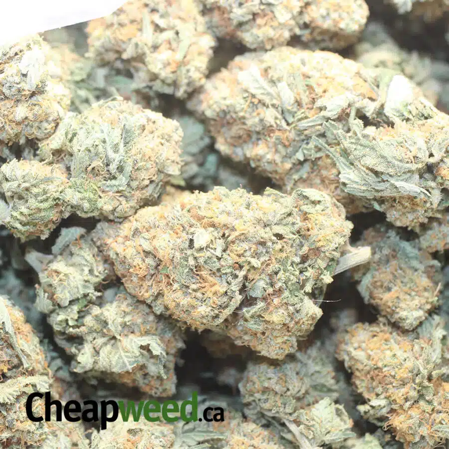 KING KUSH 1 I $72 Oz - Kings Kush