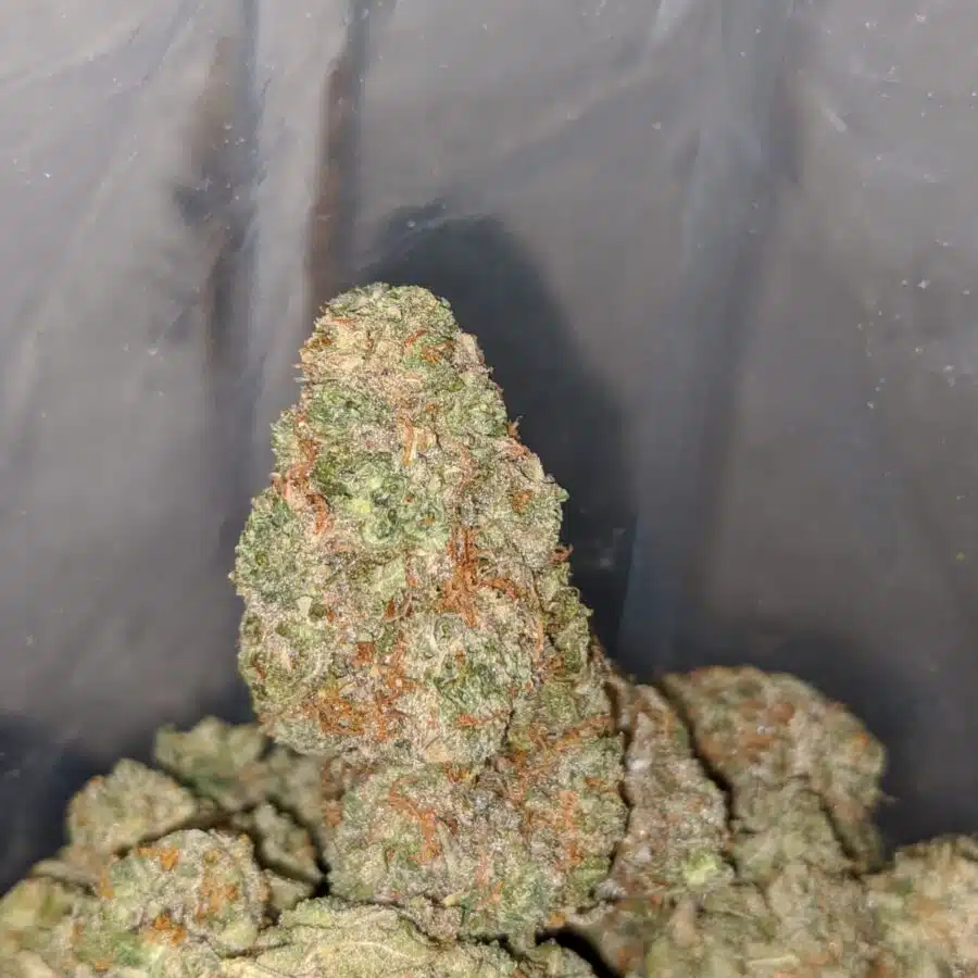 NINJA FRUIT 3 I $60 Oz - Ninja Fruit