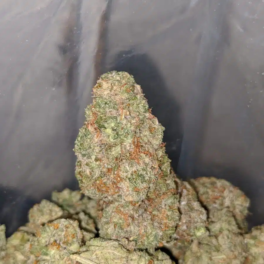 NINJA FRUIT 4 I $60 Oz - Ninja Fruit