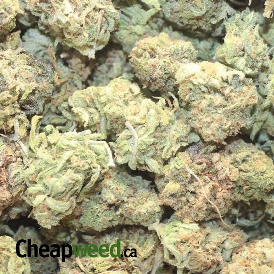 NUKEN BS 1 I Nuken Bulk Special