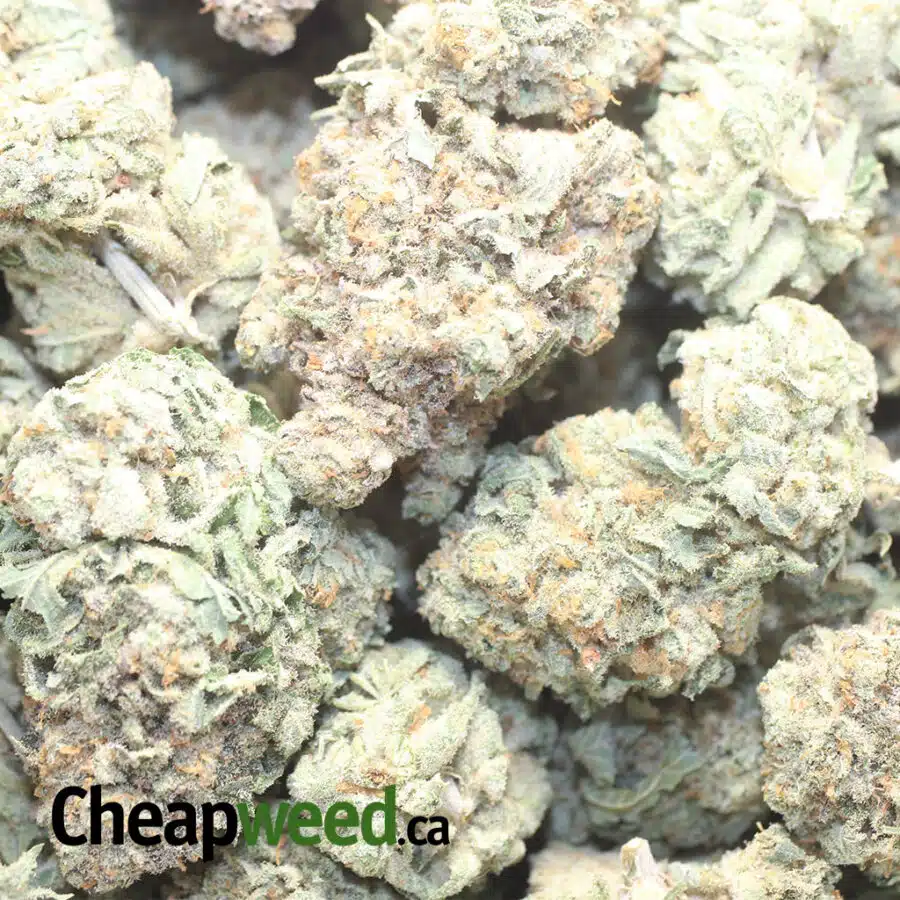 ORANGE BUBBA 1 I Orange Bubba