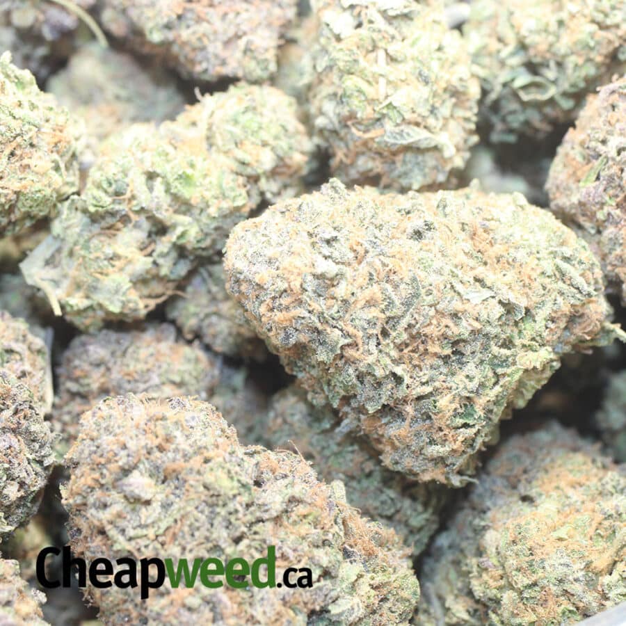 P GELATO 1 I Purple Gelato