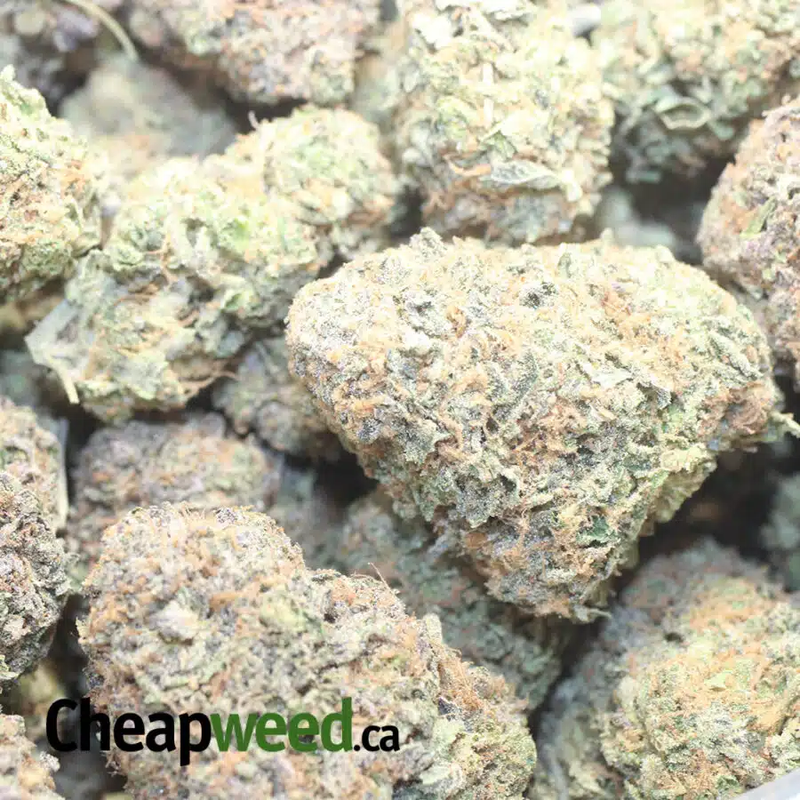 P GELATO 1 I $75 Oz - Purple Gelato