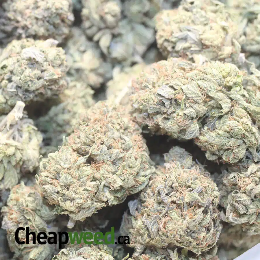 PINK K AAA 1 I Pink Kush AAA