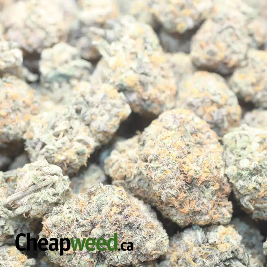 PLAT GSC 1 I Platinum Girl Scout Cookies