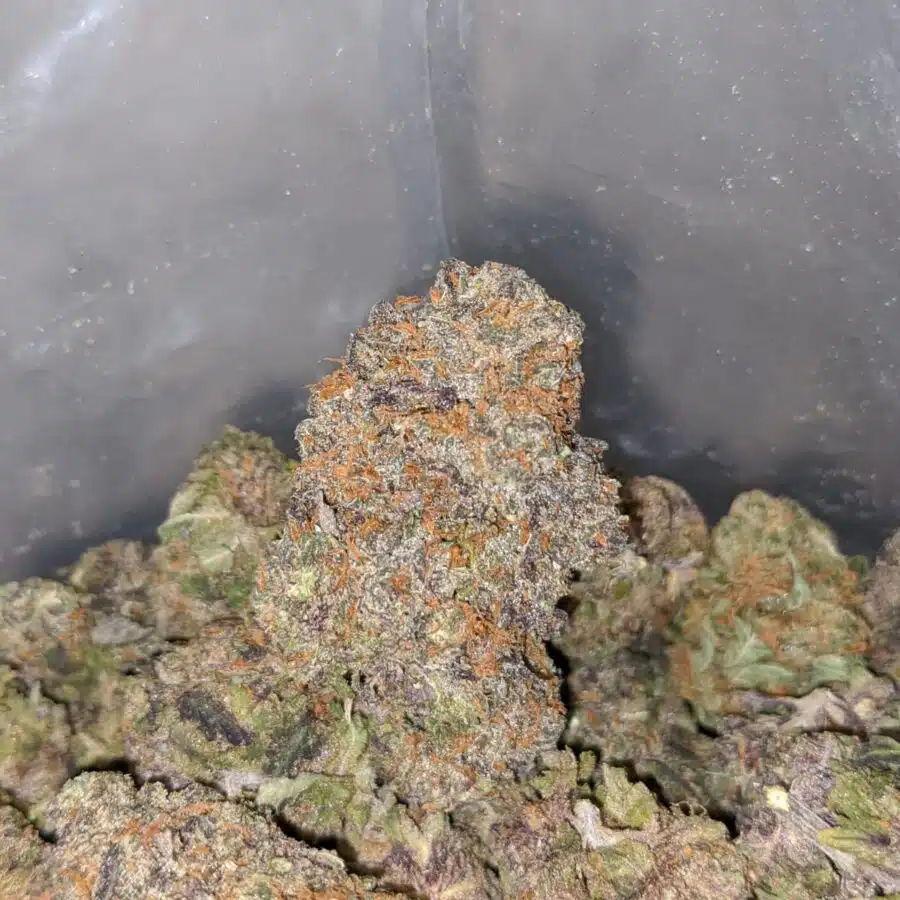 PURPLE THUNDERFUCK 3 I Purple Thunderfuck