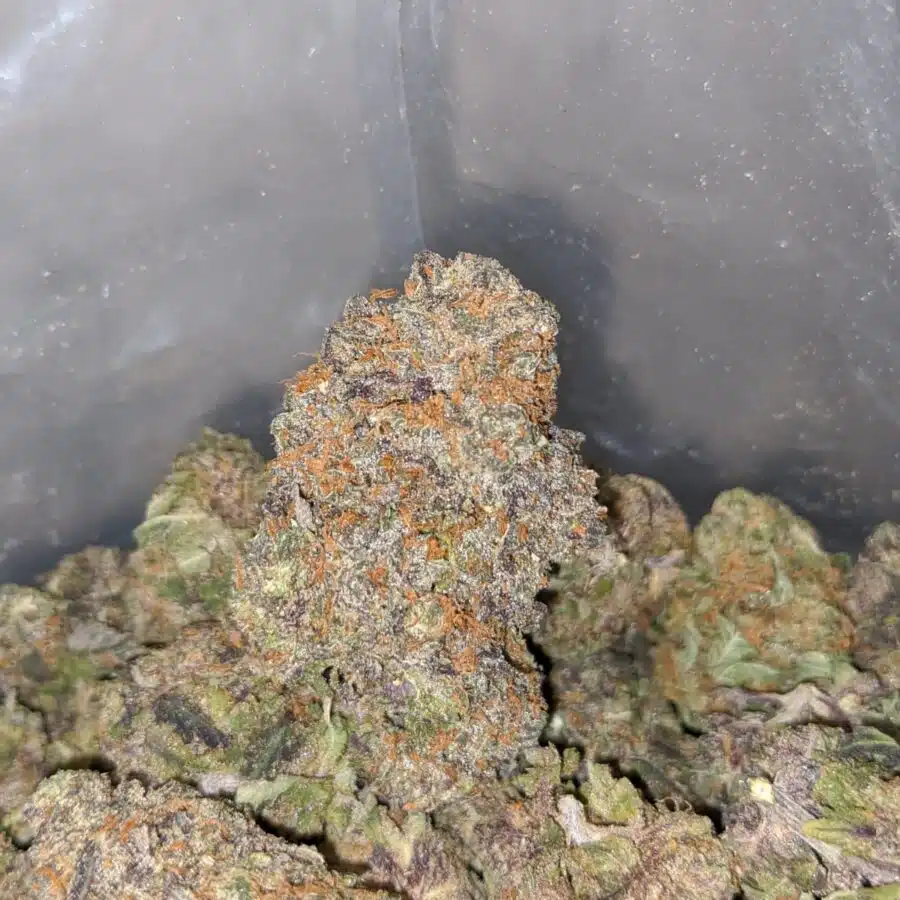 PURPLE THUNDERFUCK 4 I Purple Thunderfuck