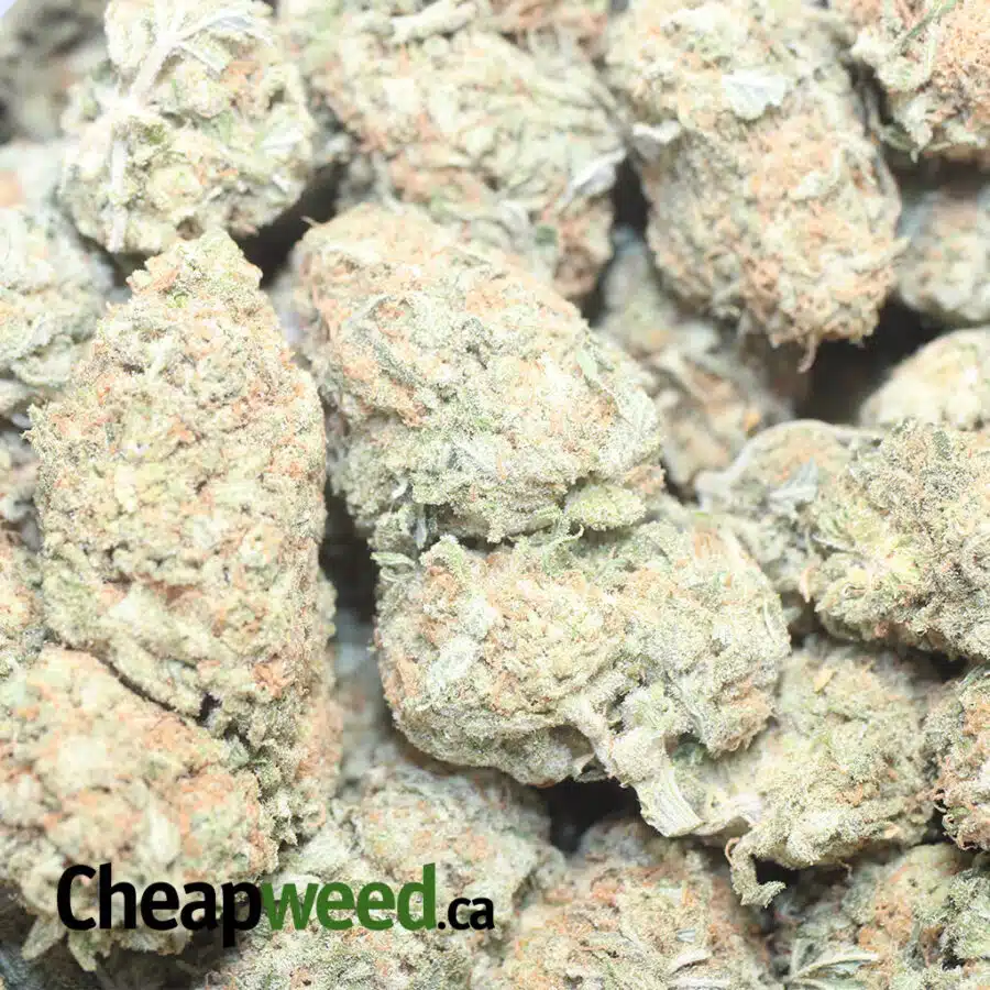 SHERBERT 1 I $69 Oz - Sherbert