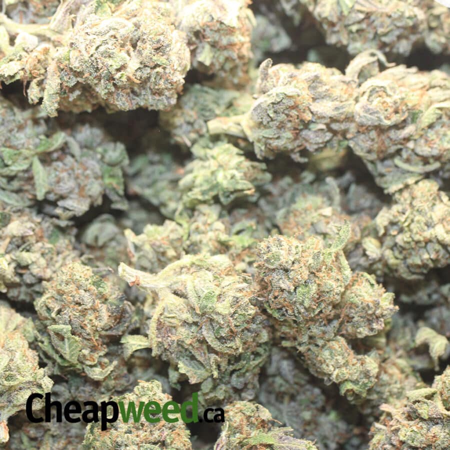 T P BUBBA 1 I Tony's Purple Bubba