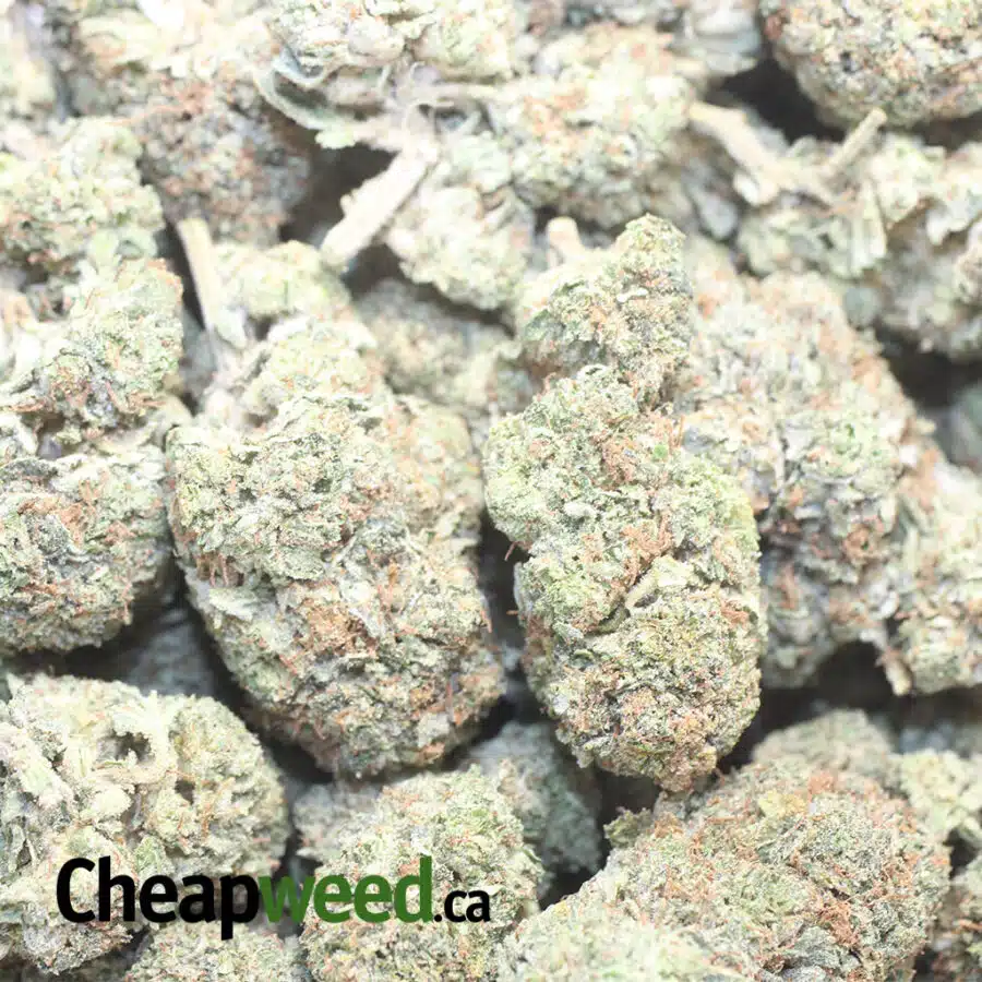 T W KUSH DOD 1 I Tony's White Kush