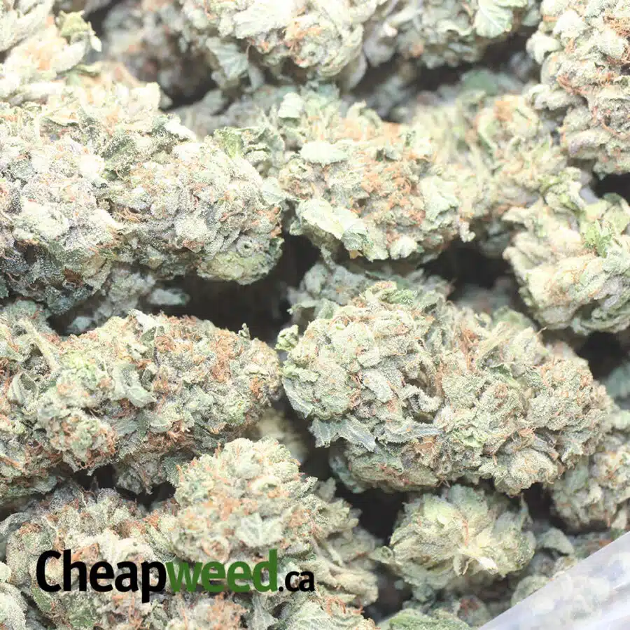 TUNA KUSH 1 1 I Tuna Kush #2