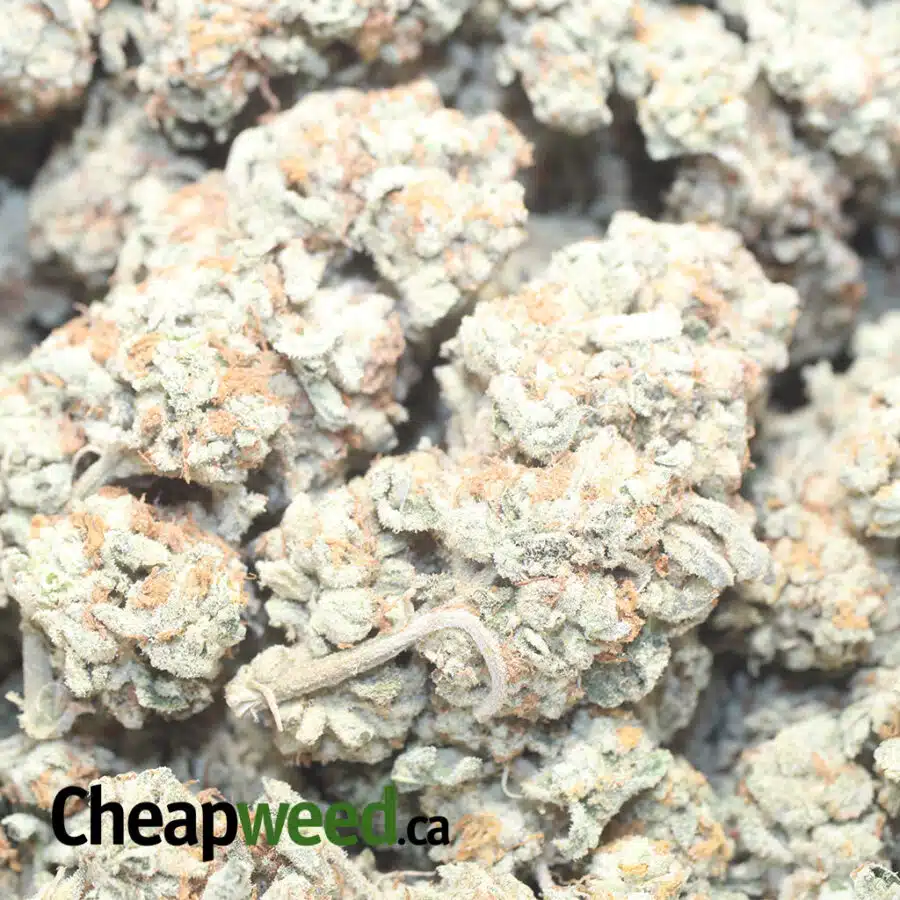 TUTTI FRUITY 1 I $69 Oz - Tutti Frutti