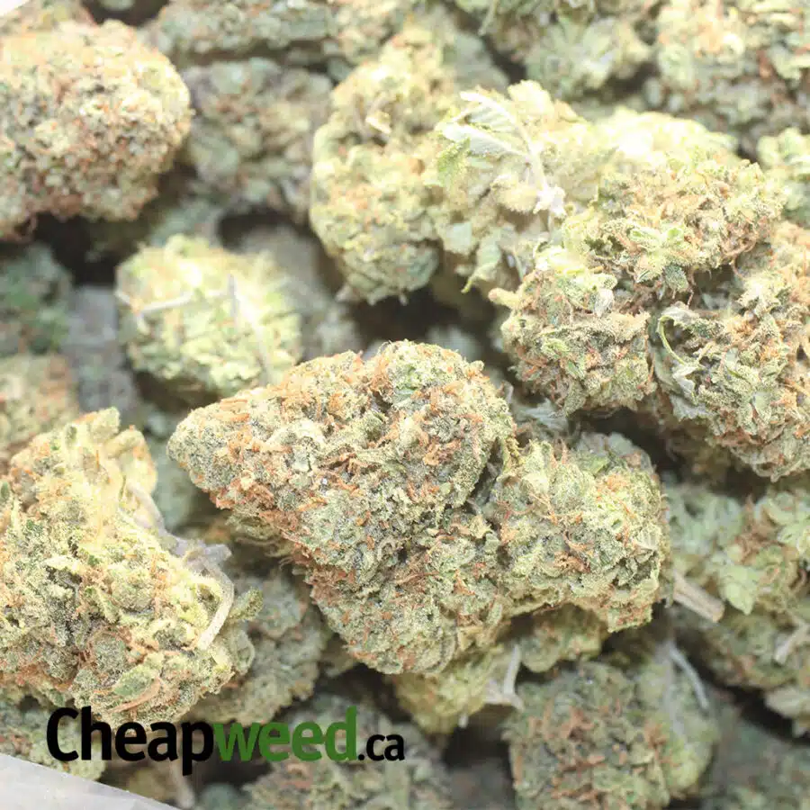 bblue jerpm 3 I $ 75 Oz - Blue Heron