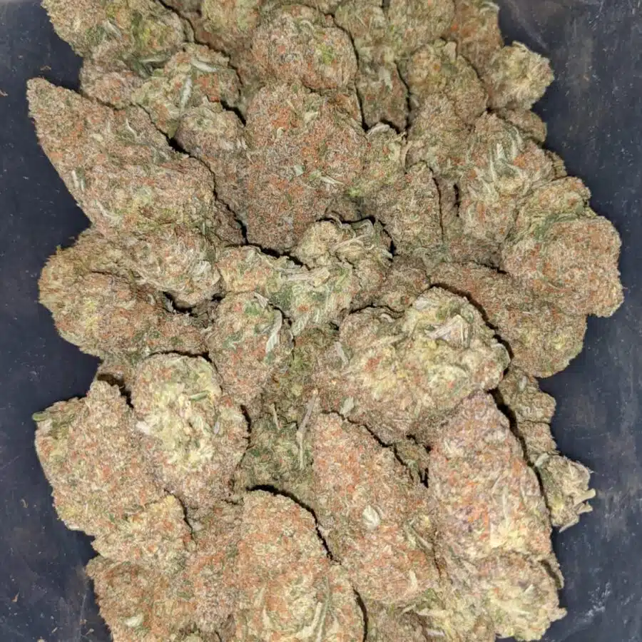 bubblegum gelato 1 I Bubblegum Gelato