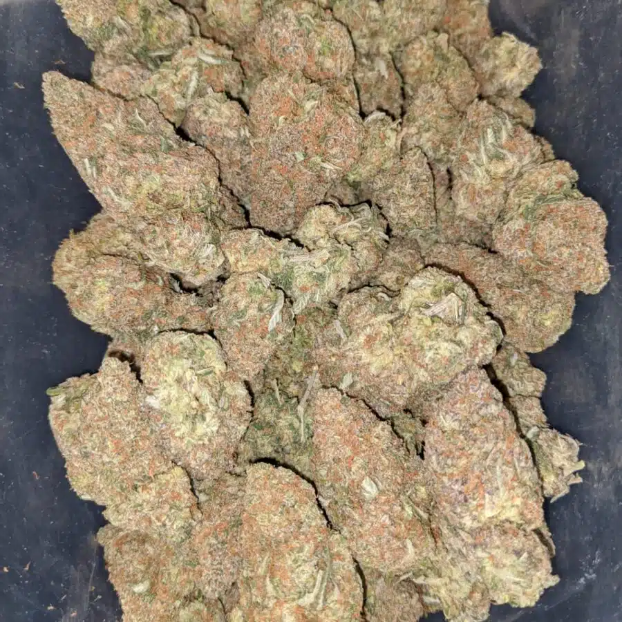 bubblegum gelato 2 I Bubblegum Gelato