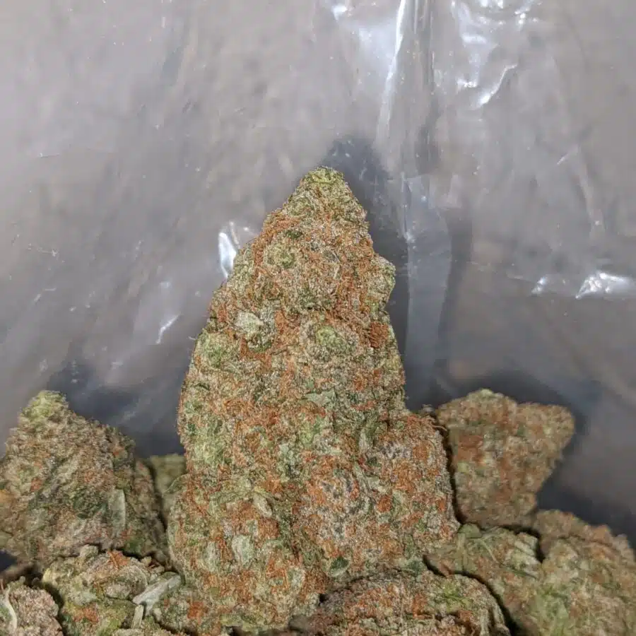 bubblegum gelato 3 I Bubblegum Gelato