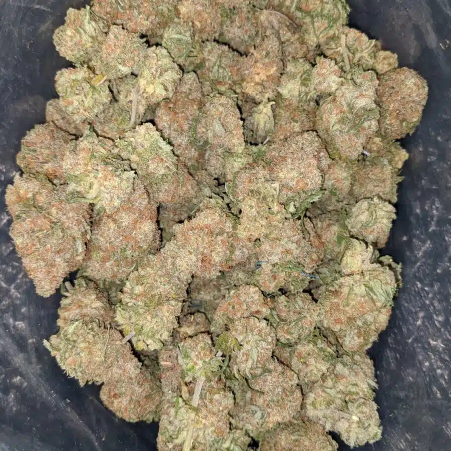 chocolope 2 I $ 69 Oz - Chocolope