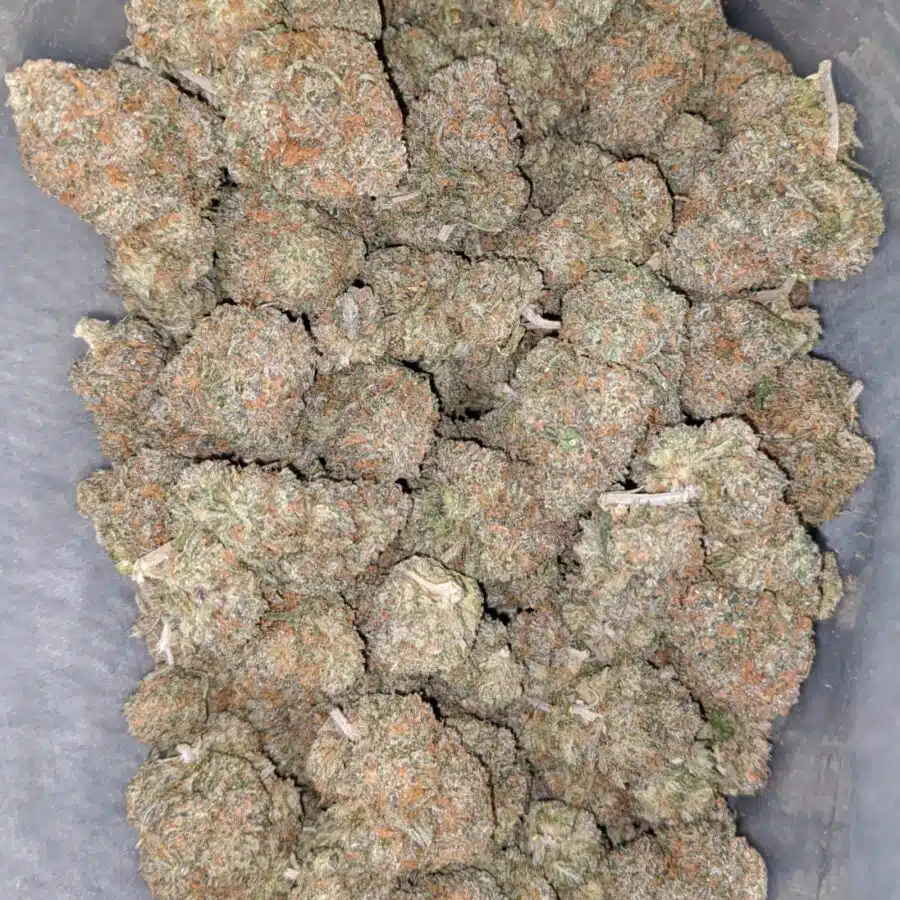 gelato runtz 1 I Gelato Runtz