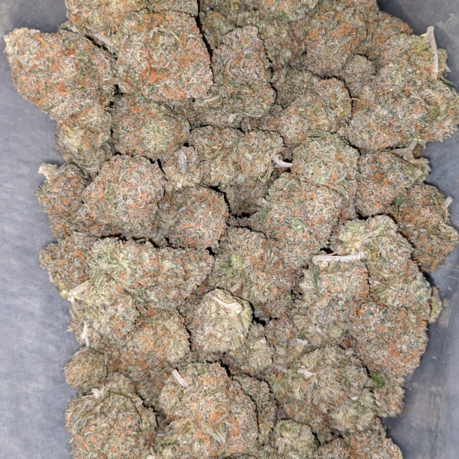gelato runtz 2 I Gelato Runtz
