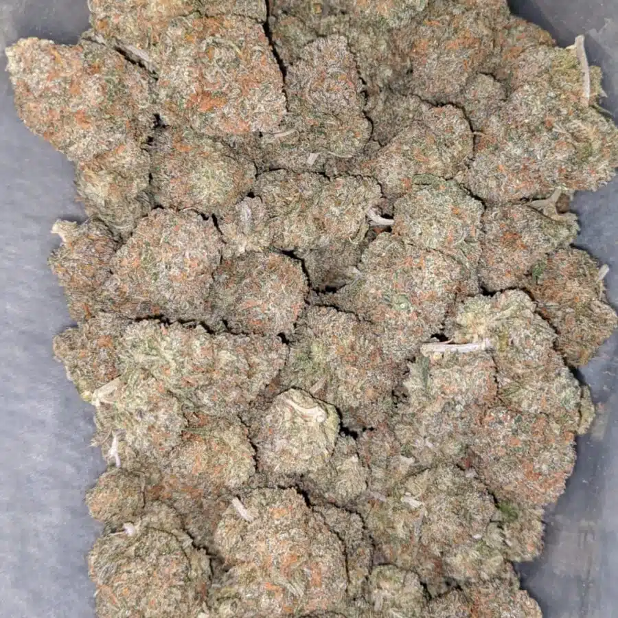 gelato runtz 2 I Gelato Runtz