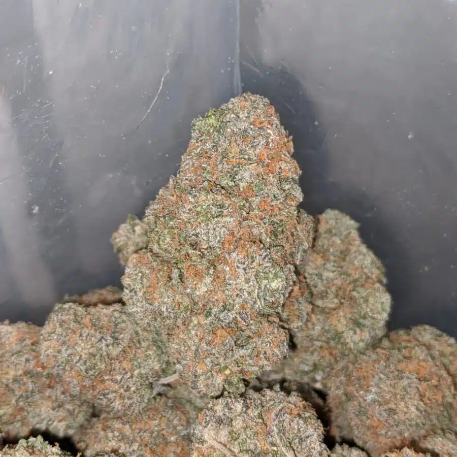 gelato runtz 3 I Gelato Runtz