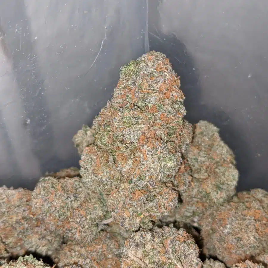 gelato runtz 4 I Gelato Runtz
