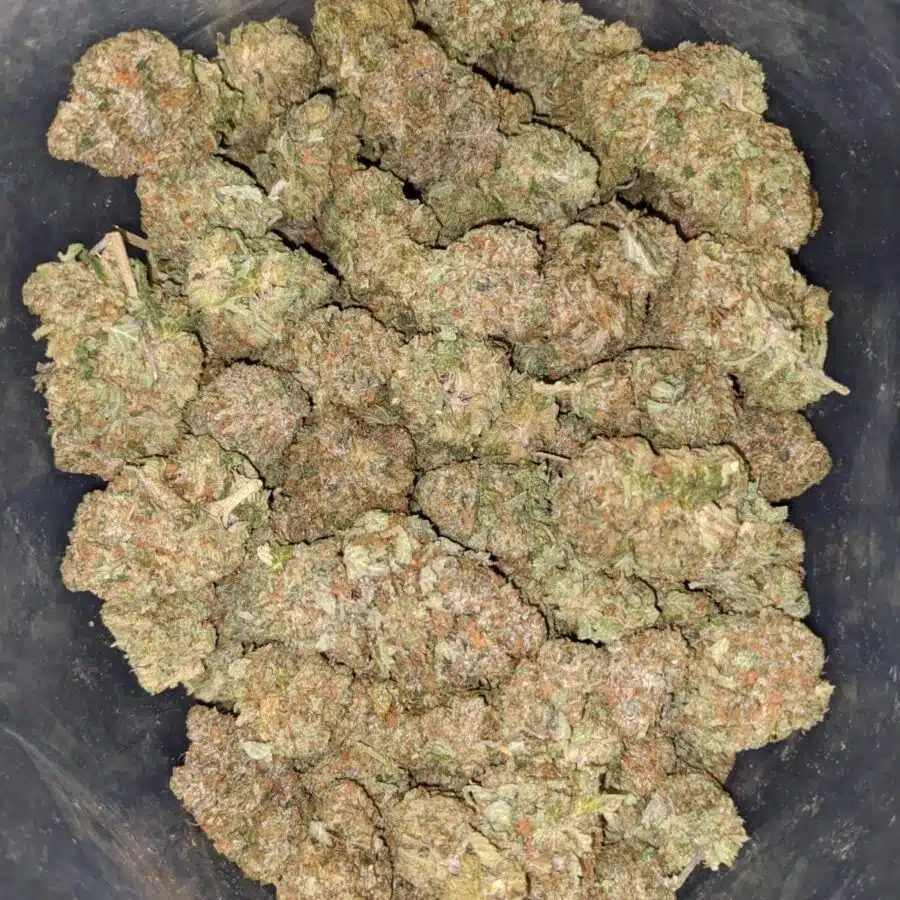 gorilla glue 1 1 I $ 72 Oz - Predator Pink
