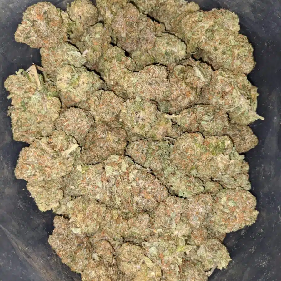 gorilla glue 2 1 I $ 72 Oz - Predator Pink