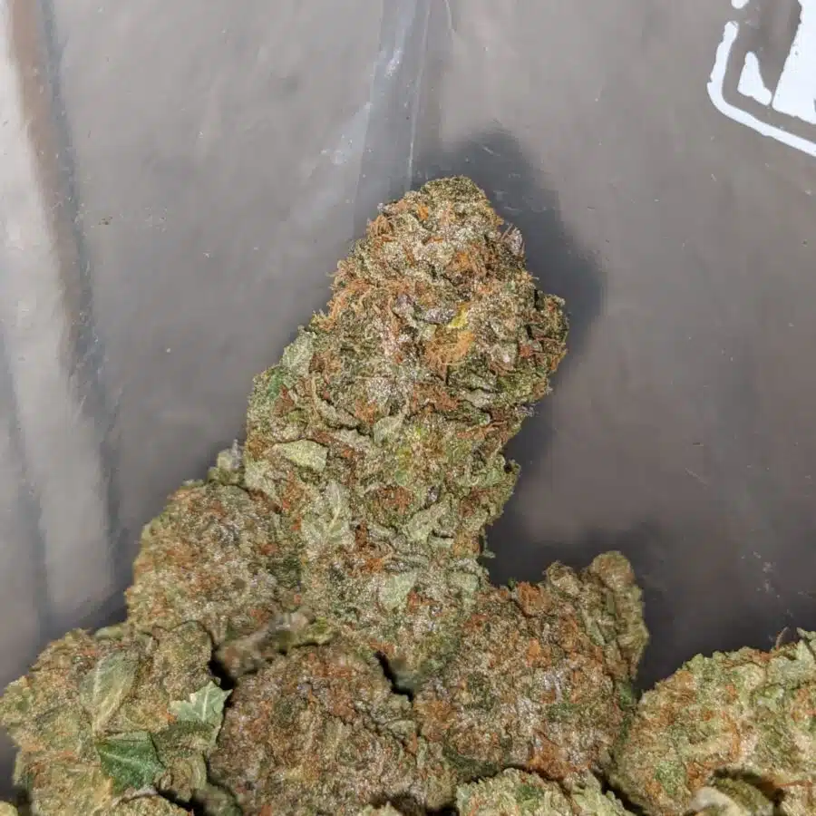 gorilla glue 3 1 I $ 72 Oz - Predator Pink