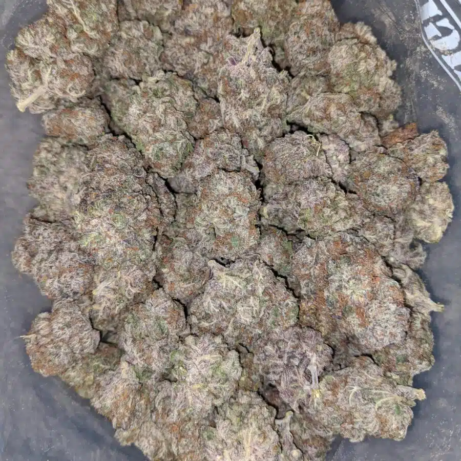 grape stomper deal of the day 1 I Grape Stomper - *Deal Of The Day*