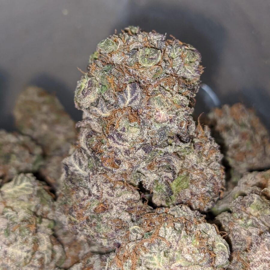 grape stomper deal of the day 3 I Grape Stomper - *Deal Of The Day*