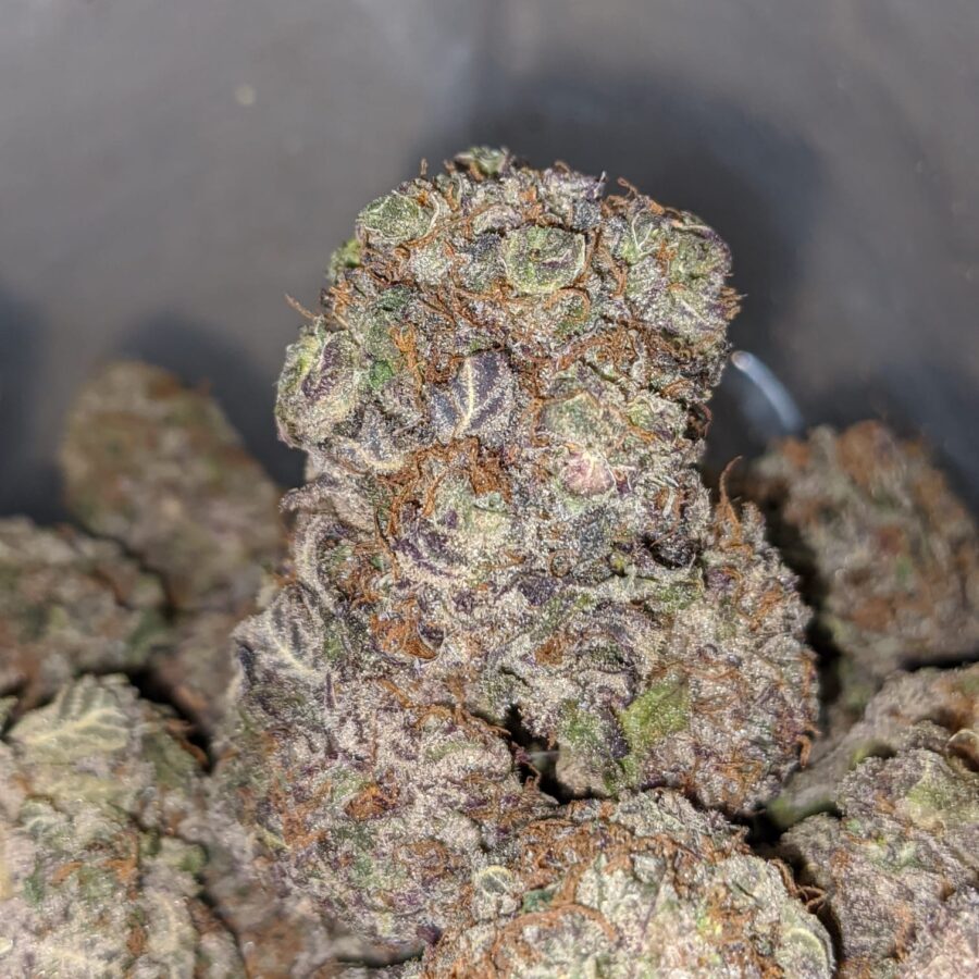 grape stomper deal of the day 4 I Grape Stomper - *Deal Of The Day*