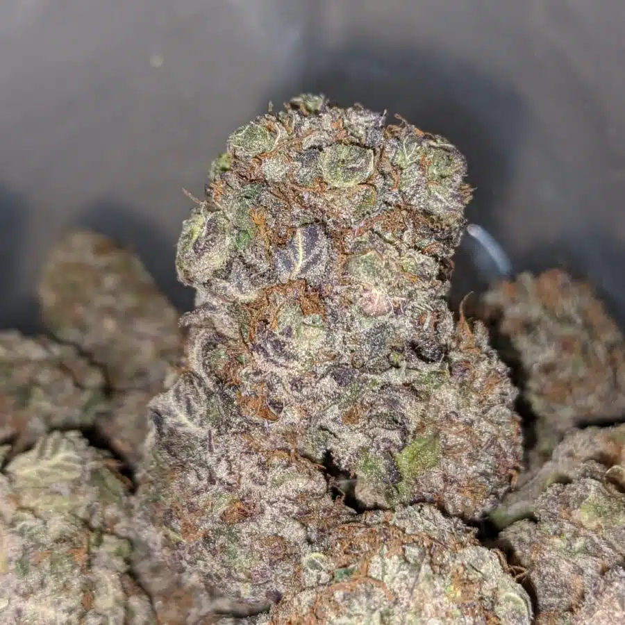 grape stomper deal of the day 4 I Grape Stomper - *Deal Of The Day*