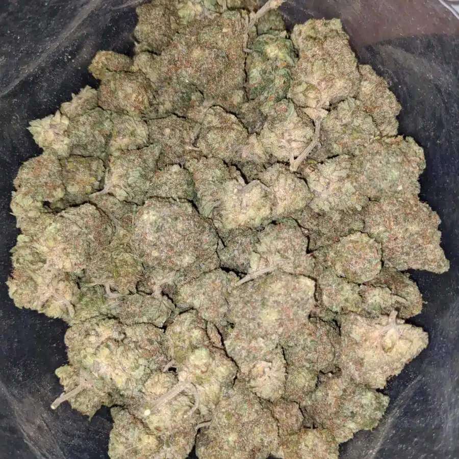 green haze 1 I Green Haze