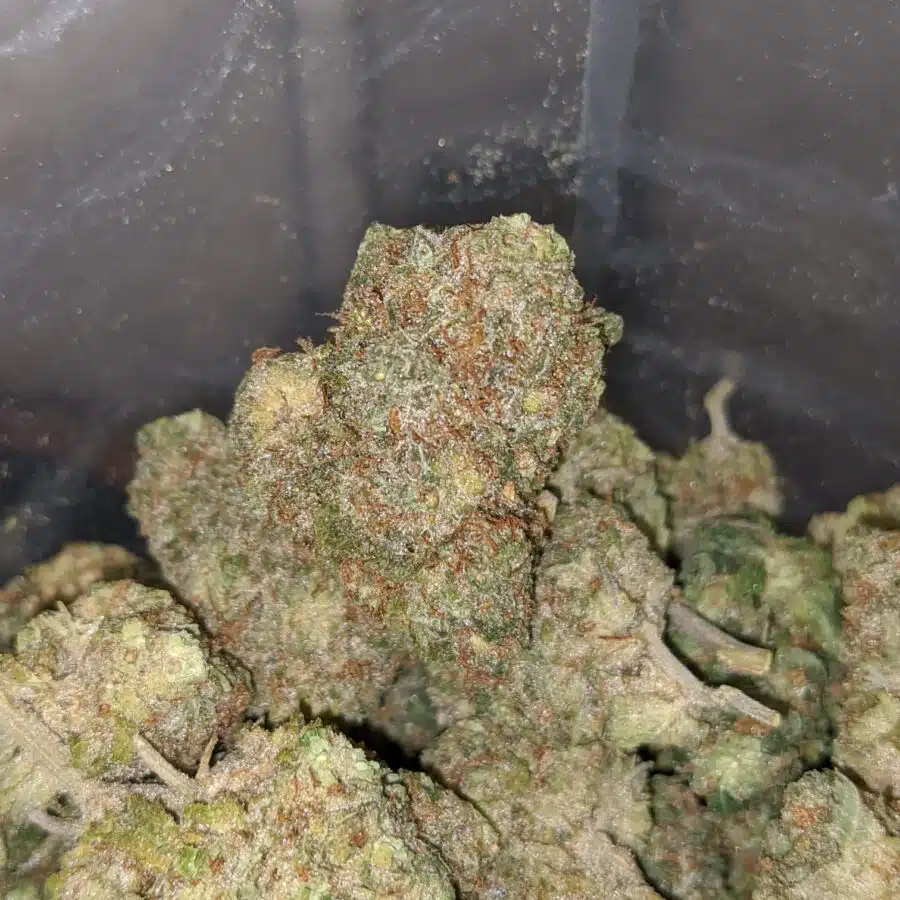 green haze 3 I Green Haze