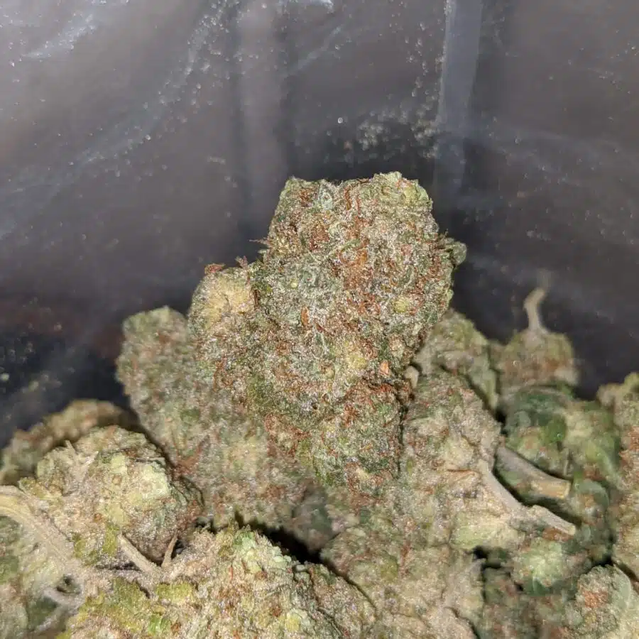 green haze 4 I Green Haze