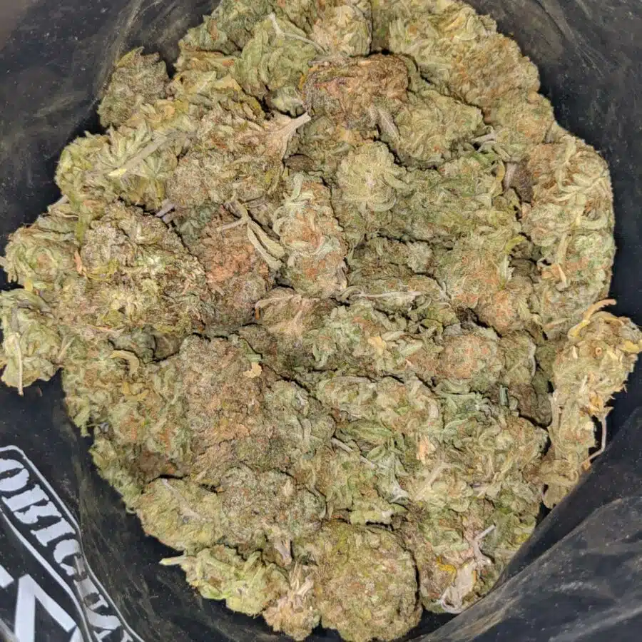 nuken bulk special 1 I Nuken Bulk Special