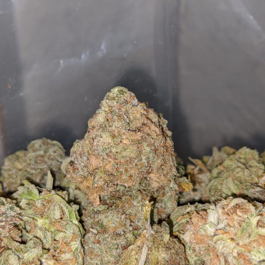 nuken bulk special 3 I Nuken Bulk Special