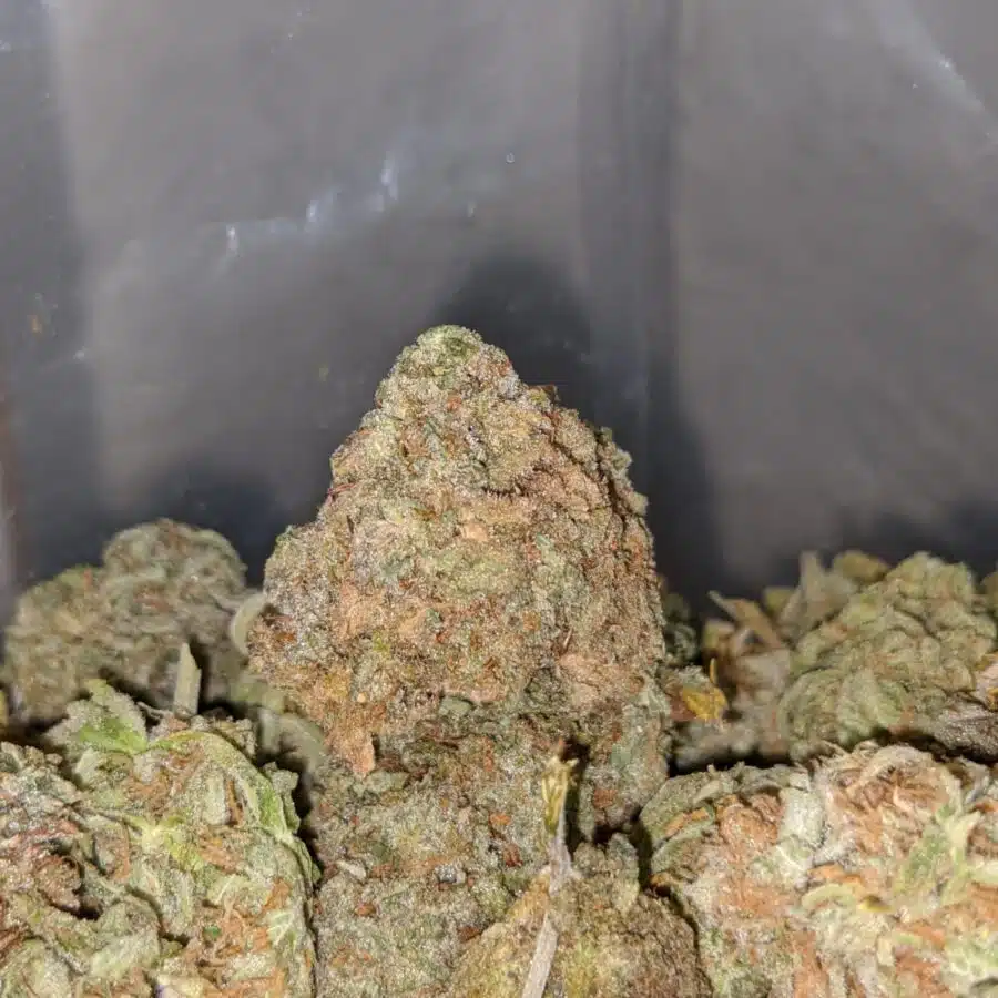 nuken bulk special 3 I Nuken Bulk Special