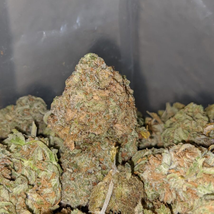 nuken bulk special 4 I Nuken Bulk Special