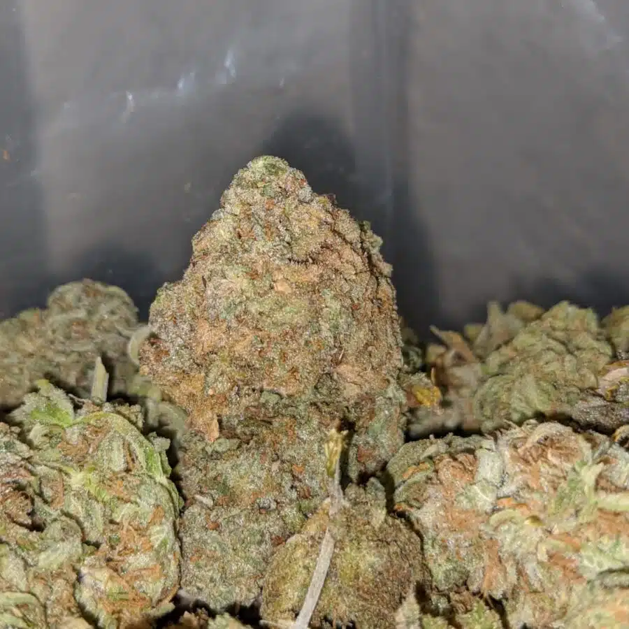 nuken bulk special 4 I Nuken Bulk Special
