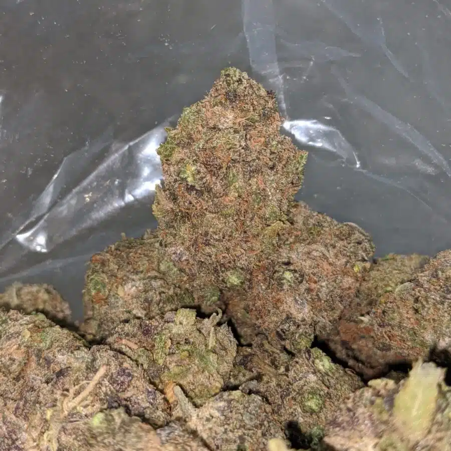 purple urkle 1 I Purple Urkle