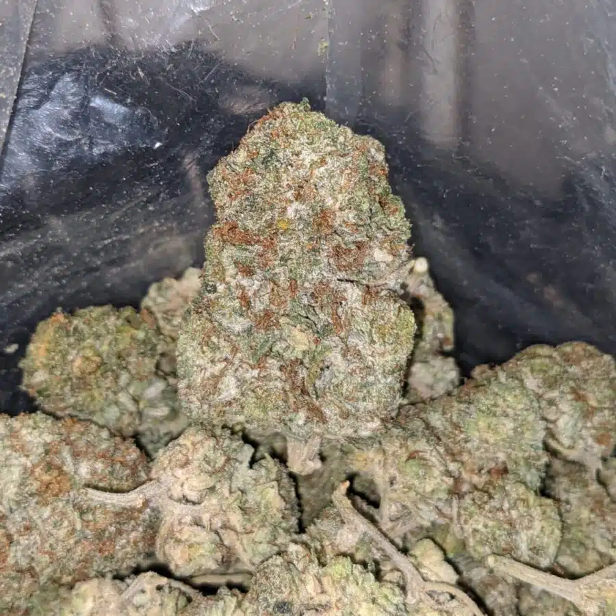 tonys white kush deal of the day 4 I Tony's White Kush