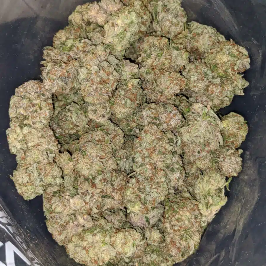 tuna kush 1 1 I Tuna Kush #2