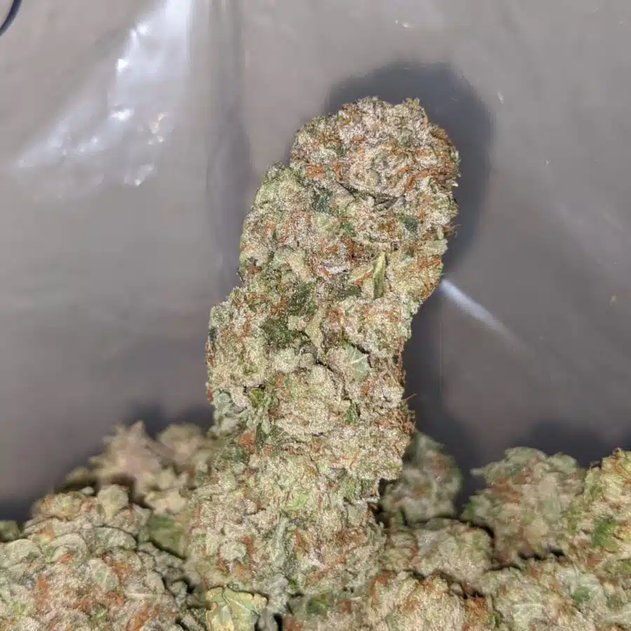 tuna kush 3 1 I Tuna Kush #2