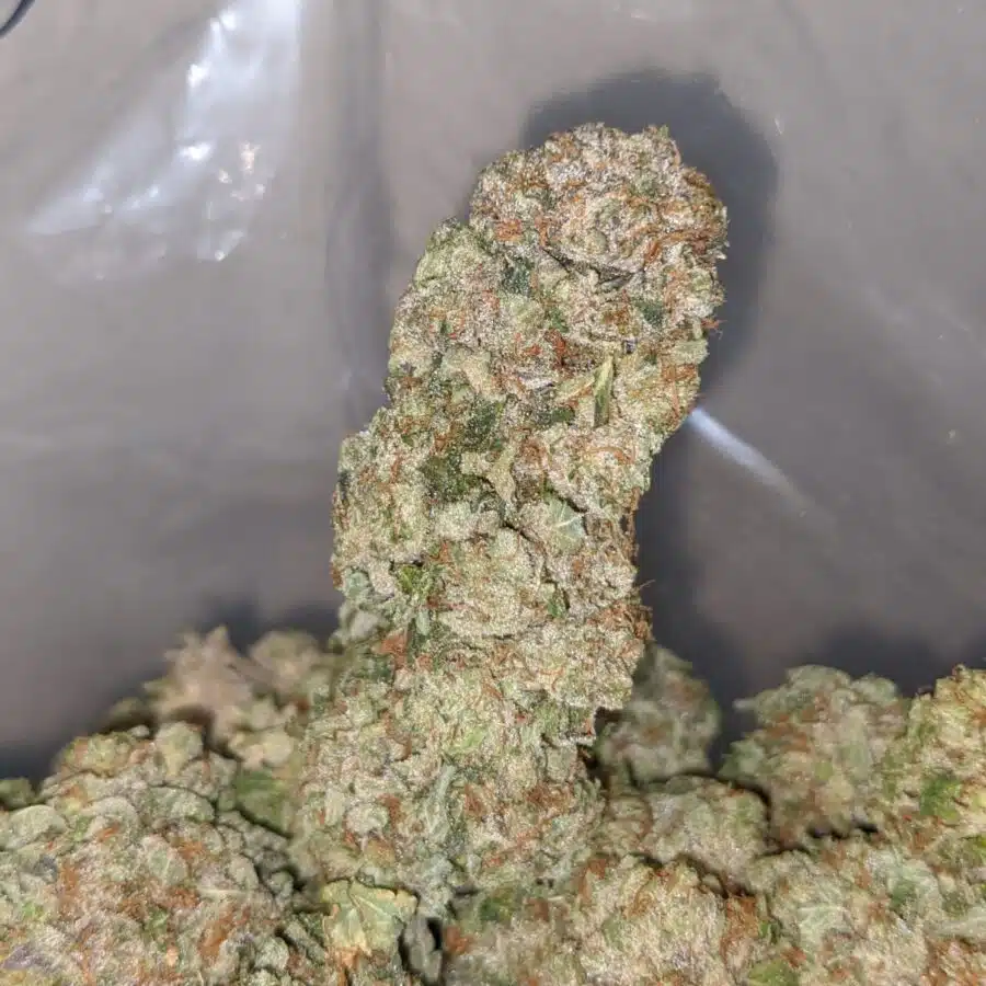 tuna kush 4 1 I Tuna Kush #2