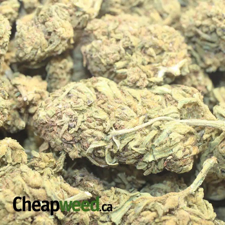 AA SOUR BUBBA 1 I AA Sour Bubba