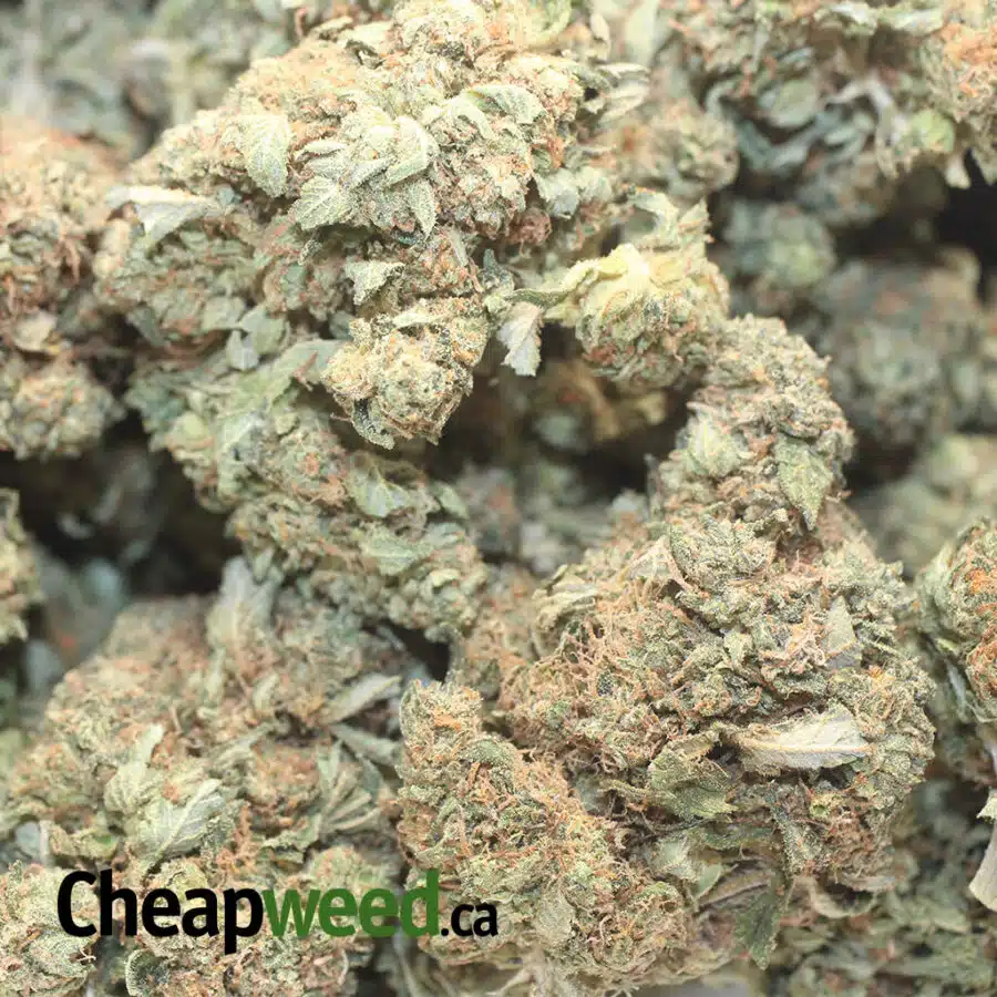 BUBBA K DOD 1 I Bubba Kush - *Deal Of The Day*